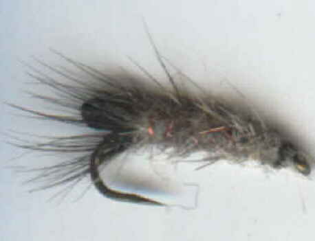 photo of peeping caddis